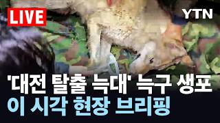 [LIVE] 대전 탈출 늑대 '늑구' 생포 현장 브리핑…건강 이상 없어 / YTN