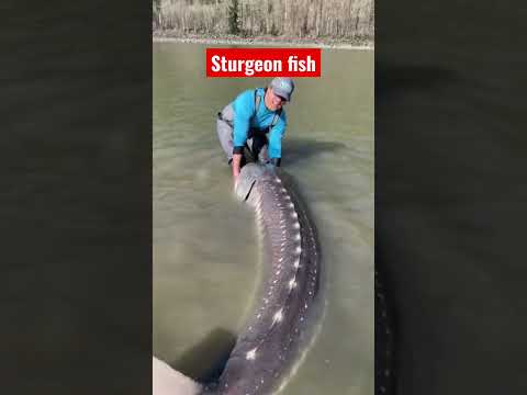 Largest sturgeon fish I’ve seen, monster sturgeon #shorts #monster #sturgeon