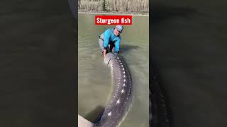 Largest sturgeon fish I’ve seen, monster sturgeon #shorts #monster #sturgeon