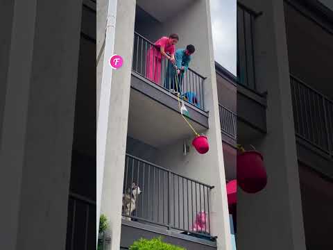 Ingenious Dog Rescue by Kind Neighbors #shorts