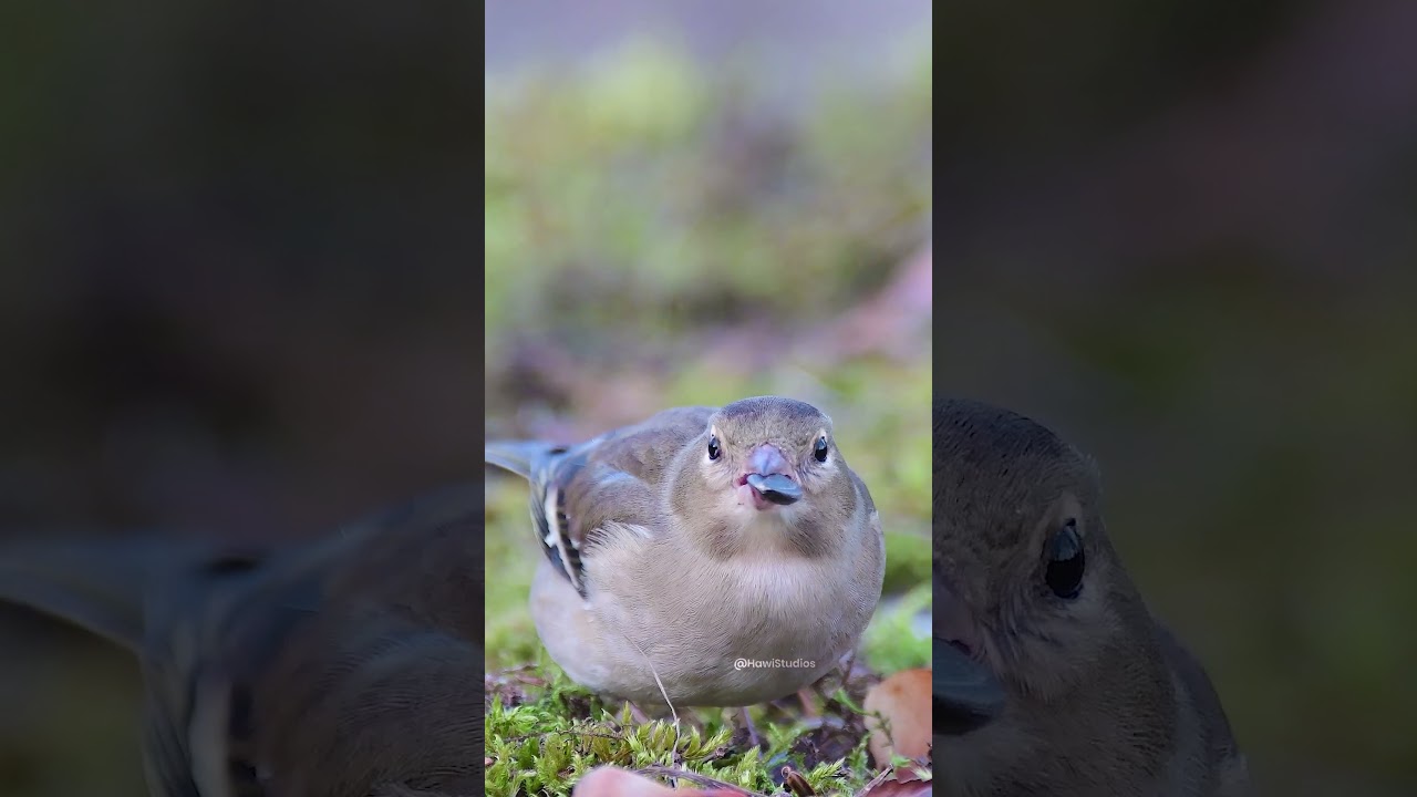 Common Chaffinch foraging behavior and biology