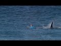 Watch: Surfer fights off shark