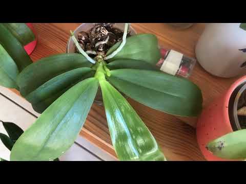 Windowsill Orchids in September