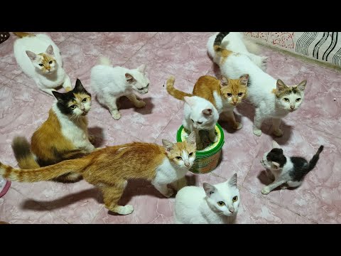 Spil Kucing Di Markas Seni Barong Sekar Wangi #irwantbsw @IrwantBSW