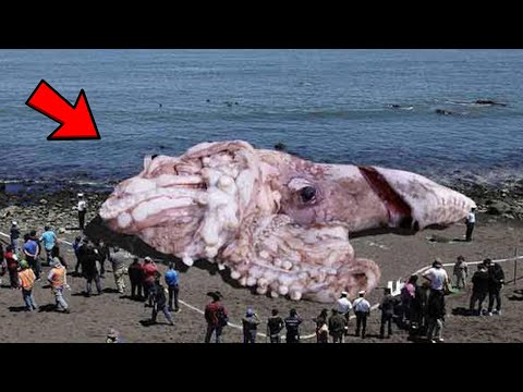 5 Legfurcsább Lény, amit Partokon Találtak
