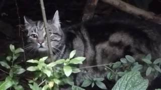 Katze Mimi – Katzenduett by night 