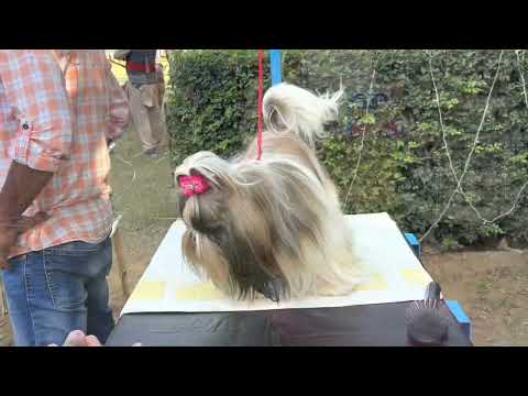 Dog Show at Ireo Waterfront | Kinshuk Khanna