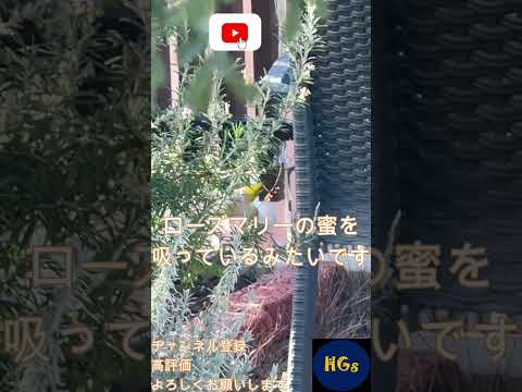 庭で役に立つ鳥は何ですか？ 9人の素敵な友達をあなたのところに迎え入れましょう！  庭園