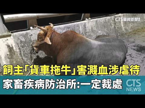 飼主「貨車拖牛」害濺血涉虐待　家畜疾病防治所：一定裁處