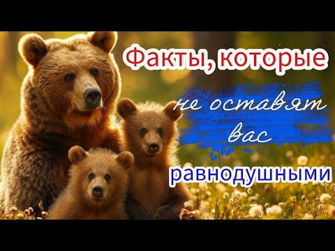7 удивительных фактов о медведях