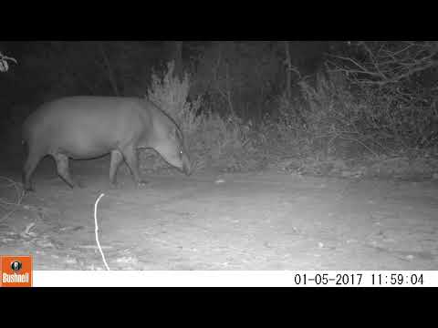 Anta (Tapirus terrestris) - Monitoramento de fauna no Cerrado de Santa Rita do Pardo, Mato Grosso d