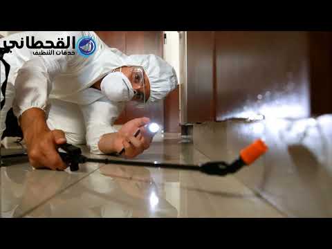 شركة مكافحة حشرات بالدمام