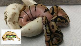 Kinked baby update 😢