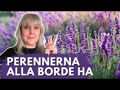 15 PERENNER för ALLA TRÄDGÅRDAR! Trädgårdsdesignern tipsar