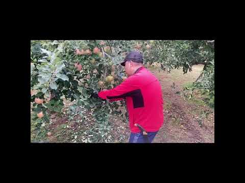 リンゴの木の根元に関連する植物はどれですか?  庭園