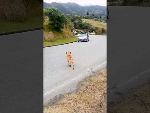 el perrito esperando el panadero video completo en mi perfil