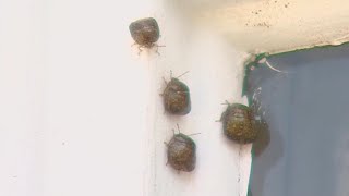 How to get rid of stink bugs and other fall pests