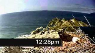 Relentless Ravens Harass Wray at the WE Nest..wmv