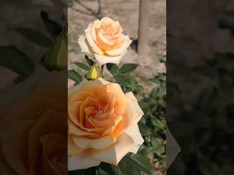 Yellow rose| #short #garden #viral #viralvideo Asheesh Garden