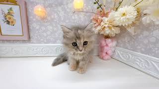 ミヌエットの動画01