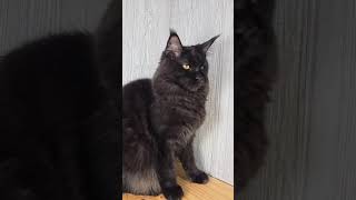 Lydia my beautiful girl! #mainecoon #catlover #cats