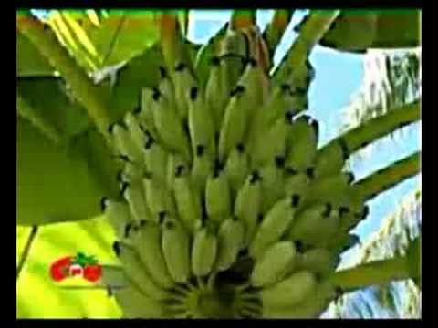 RuffDogs - Te Kaoki Mange