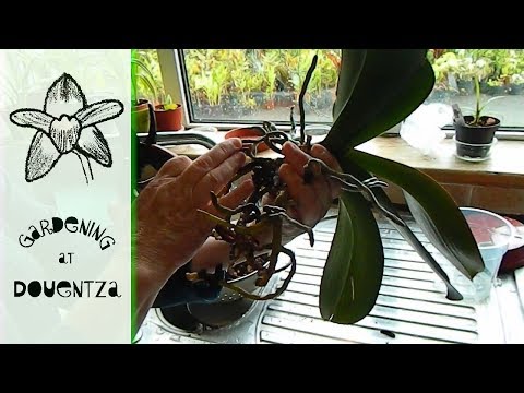 Cutting Rhizomes on Very Old Phalanopsis