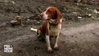 How did Hurricane Katrina change the way we evacuate pets from devastation?