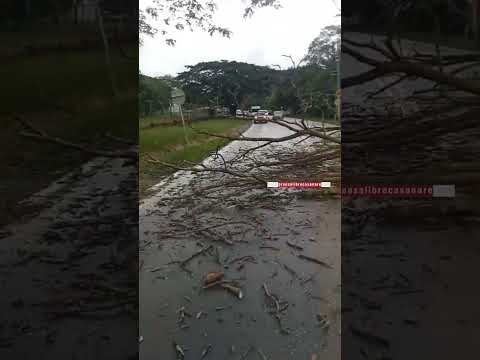 Un árbol cayó sobre la vía Marginal del Llano en la salida de Yopal hacia el norte de Casanare.