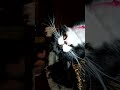 Cats Face And Whiskers Twitching As He Dreams