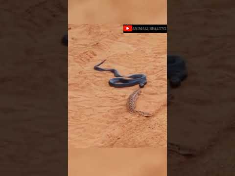 Black mamba is trying to attack Russell viper🐍🐍🐍🐍🐍🐍🐍🐍🐍🐍