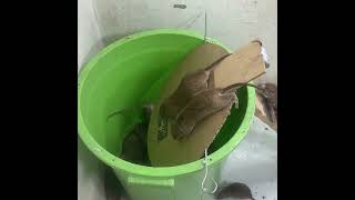 Mouse trap with homemade plastic bucket // How to make a mousetrap