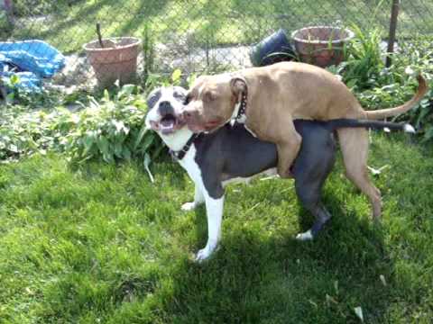 Funny dog videos - Dogs Love