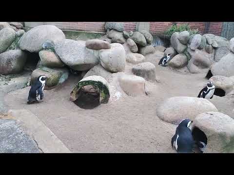 Penguins of Wilhelma #wilhelma #penguin #zoo #deutschland #travel #stuttgart