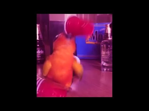 My birb will never die