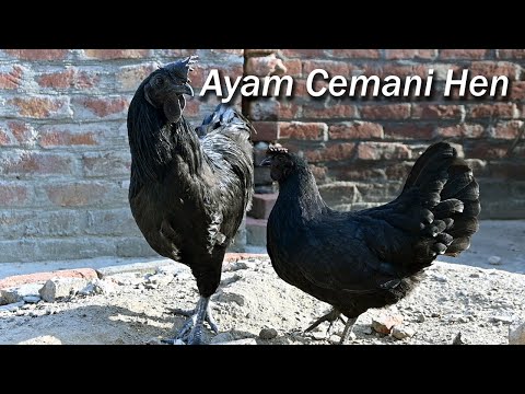 Ayam Cemani Hen | Ayam Cemani Best Feed