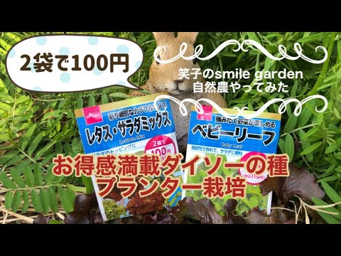 園芸 サラダの種を収穫する