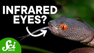 9 Weird Ways Animals See the World