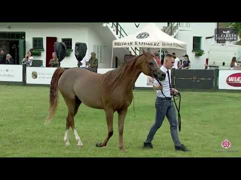 N.66 EL PIA PIALOTTA - All Polish Arabian Horse Championship - Fillies 3 Years Old (Class 7)