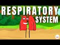 Respiratory System: From Inspiration to Expiration Explained in Simple Words