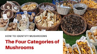 The Four Categories of Mushrooms