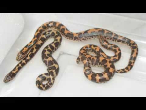 YouTube Video z4tGxmKtzmM