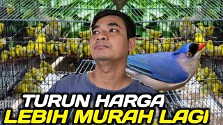 Download lagu MELIMPAH RUAH PLECI PACITAN, RAMBATAN PARUH MERAH, SRDC BALI, OPIOR PARUH TEBAL, DLL DIKIOS PRAMUKA mp3