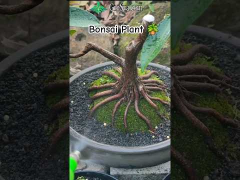 New Bonsai Plant Technique || Bonsai Plant