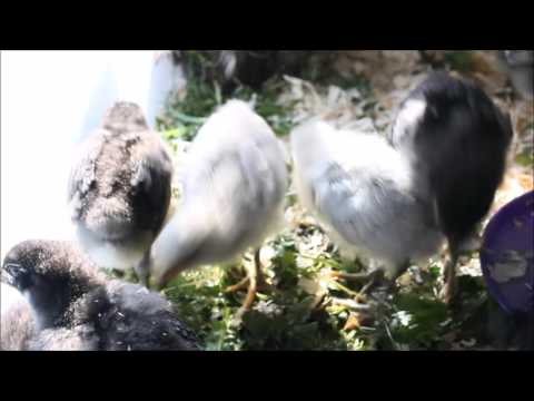 Chick sounds to help your chicks hatch!  Black & lavender Orpingtons