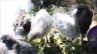 Download lagu Suara anak ayam untuk membantu anak ayam Anda menetas! Orpington hitam & lavender mp3