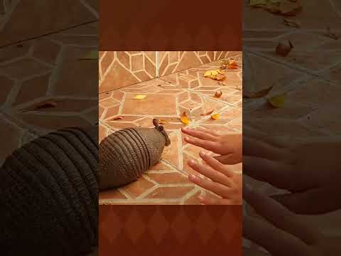 La mulita de mi vecino #tacuarembó #uruguay (2021)