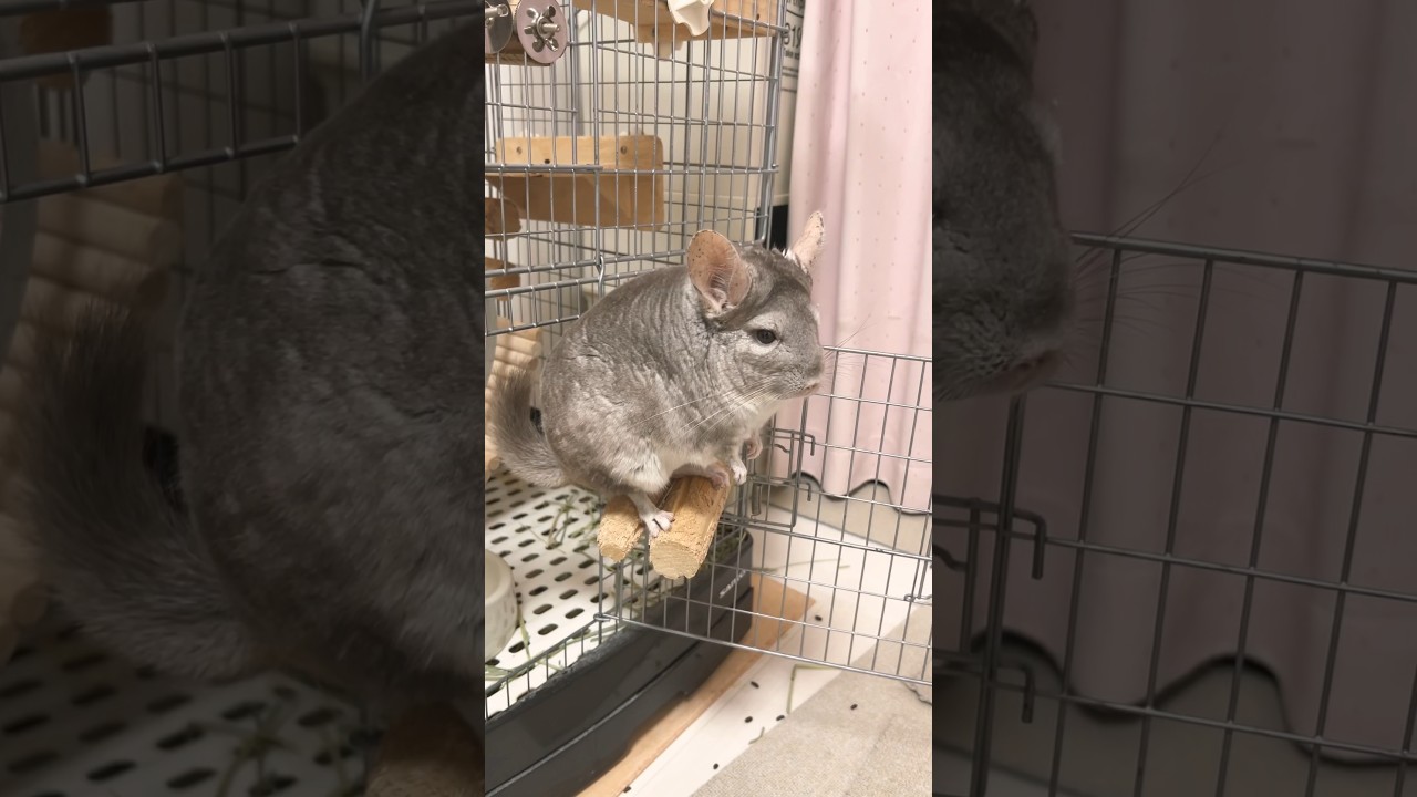 うちのチンチラがマッチョになりすぎた結果がヤバすぎた！w