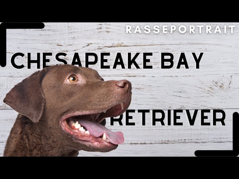 CHESAPEAKE Bay Retriever - Geschichte, Charakter & Haltung