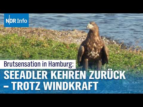 Video Thumbnail: Seeadler in Bergedorf: Brutsensation trifft Windpark‑Risiko | NDR Info